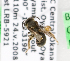  (Andrena chlorogaster - LRBBC273)  @12 [ ] CreativeCommons - Attribution Non-Commercial Share-Alike (2009) L.R.Best York University
