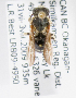  (Dianthidium plenum - LRBBC295)  @13 [ ] CreativeCommons - Attribution Non-Commercial Share-Alike (2010) Unspecified York University