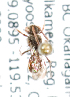  (Nomada bc31 - LRBBC934)  @12 [ ] CreativeCommons - Attribution Non-Commercial Share-Alike (2010) Unspecified York University