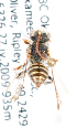  (Nomada bc1 - LRBBC946)  @12 [ ] CreativeCommons - Attribution Non-Commercial Share-Alike (2010) Unspecified York University