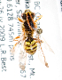  (Nomada bc20 - LRBBC947)  @12 [ ] CreativeCommons - Attribution Non-Commercial Share-Alike (2010) Unspecified York University