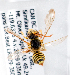  (Nomada bc19 - LRBBC948)  @13 [ ] CreativeCommons - Attribution Non-Commercial Share-Alike (2010) Unspecified York University
