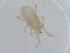  (Neoseiulus agrestis - CBG-B05191-C04)  @11 [ ] CreativeCommons - Attribution Share - Alike (2025) CBG Photography Group Centre for Biodiversity Genomics