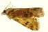  ( - P352)  @12 [ ] CreativeCommons - Attribution (2012) CBG Photography Group Centre for Biodiversity Genomics