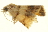  ( - P353)  @12 [ ] CreativeCommons - Attribution (2012) CBG Photography Group Centre for Biodiversity Genomics