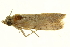  ( - P369)  @12 [ ] CreativeCommons - Attribution (2012) CBG Photography Group Centre for Biodiversity Genomics