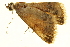  ( - P383)  @12 [ ] CreativeCommons - Attribution (2012) CBG Photography Group Centre for Biodiversity Genomics