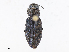  ( - CBG-A13246-H06)  @11 [ ] CreativeCommons - Attribution Share - Alike (2023) CBG Photography Group Centre for Biodiversity Genomics