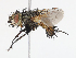  ( - CBG-A13247-G01)  @11 [ ] CreativeCommons - Attribution Share - Alike (2023) CBG Photography Group Centre for Biodiversity Genomics