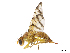  ( - CBG-A13247-G08)  @11 [ ] CreativeCommons - Attribution Share Alike (2024) CBG Photography Group Centre for Biodiversity Genomics