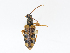  ( - CBG-A13247-G12)  @11 [ ] CreativeCommons - Attribution Share - Alike (2023) CBG Photography Group Centre for Biodiversity Genomics