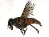  ( - CBG-A13248-F10)  @11 [ ] CreativeCommons - Attribution Share - Alike (2023) CBG Photography Group Centre for Biodiversity Genomics