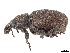  ( - CBG-A13248-H10)  @11 [ ] CreativeCommons - Attribution Share Alike (2024) CBG Photography Group Centre for Biodiversity Genomics
