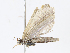  ( - CBG-A13315-A09)  @11 [ ] CreativeCommons - Attribution Share - Alike (2023) CBG Photography Group Centre for Biodiversity Genomics