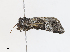  ( - CBG-A13316-A02)  @11 [ ] CreativeCommons - Attribution Share - Alike (2023) CBG Photography Group Centre for Biodiversity Genomics