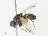  ( - CBG-A13318-A11)  @11 [ ] CreativeCommons - Attribution Share - Alike (2023) CBG Photography Group Centre for Biodiversity Genomics