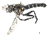  ( - CBG-A14962-C08)  @11 [ ] CreativeCommons - Attribution Share Alike (2024) CBG Photography Group Centre for Biodiversity Genomics