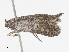  ( - CBG-A14963-A03)  @11 [ ] CreativeCommons - Attribution Share - Alike (2023) CBG Photography Group Centre for Biodiversity Genomics