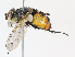  ( - CBG-A15007-A04)  @11 [ ] CreativeCommons - Attribution Share - Alike (2023) CBG Photography Group Centre for Biodiversity Genomics