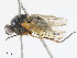  ( - CBG-A15007-B05)  @11 [ ] CreativeCommons - Attribution Share - Alike (2023) CBG Photography Group Centre for Biodiversity Genomics