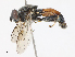  ( - CBG-A15008-A06)  @11 [ ] CreativeCommons - Attribution Share - Alike (2023) CBG Photography Group Centre for Biodiversity Genomics