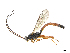  ( - CBG-A15012-A12)  @11 [ ] CreativeCommons - Attribution Share Alike (2024) CBG Photography Group Centre for Biodiversity Genomics