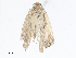  ( - CBG-A16642-C03)  @11 [ ] CreativeCommons - Attribution Share - Alike (2023) CBG Photography Group Centre for Biodiversity Genomics