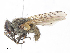  ( - CBG-A16642-D11)  @11 [ ] CreativeCommons - Attribution Share - Alike (2023) CBG Photography Group Centre for Biodiversity Genomics