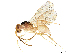  ( - CBG-A17479-D08)  @11 [ ] CreativeCommons - Attribution Share Alike (2024) CBG Photography Group Centre for Biodiversity Genomics