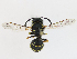  ( - CBG-A17482-A02)  @11 [ ] CreativeCommons - Attribution Share-Alike (2023) CBG Photography Group Centre for Biodiversity Genomics