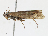  ( - CBG-A17484-B06)  @11 [ ] CreativeCommons - Attribution Share-Alike (2023) CBG Photography Group Centre for Biodiversity Genomics