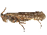  ( - CBG-A17484-B06)  @11 [ ] CreativeCommons - Attribution Share Alike (2024) CBG Photography Group Centre for Biodiversity Genomics