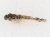  ( - CBG-A17485-B03)  @11 [ ] CreativeCommons - Attribution Share-Alike (2023) CBG Photography Group Centre for Biodiversity Genomics