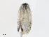  ( - CBG-A17490-B01)  @11 [ ] CreativeCommons - Attribution Share-Alike (2023) CBG Photography Group Centre for Biodiversity Genomics