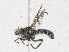  ( - CBG-A21746-C07)  @11 [ ] CreativeCommons - Attribution Share - Alike (2023) CBG Photography Group Centre for Biodiversity Genomics