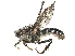  ( - CBG-A21746-C07)  @11 [ ] CreativeCommons - Attribution Share Alike (2024) CBG Photography Group Centre for Biodiversity Genomics