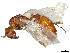  ( - CBG-A21747-C10)  @11 [ ] CreativeCommons - Attribution Share Alike (2024) CBG Photography Group Centre for Biodiversity Genomics