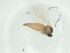  (Rhopalomyia protrahenda - CBG-A28875-E10)  @11 [ ] CreativeCommons - Attribution Share - Alike (2024) Centre for Biodiversity Genomics Centre for Biodiversity Genomics