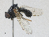 ( - CBG-A30034-F05)  @11 [ ] CreativeCommons - Attribution Share-Alike (2024) CBG Photography Group Centre for Biodiversity Genomics