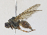  ( - CBG-A30038-A05)  @11 [ ] CreativeCommons - Attribution Share-Alike (2024) CBG Photography Group Centre for Biodiversity Genomics
