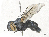  ( - CBG-A30043-E09)  @11 [ ] CreativeCommons - Attribution Share-Alike (2024) CBG Photography Group Centre for Biodiversity Genomics