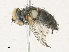  ( - CBG-A33509-H08)  @11 [ ] CreativeCommons - Attribution Share - Alike (2024) CBG Photography Group Centre for Biodiversity Genomics