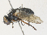  ( - CBG-A33511-A04)  @11 [ ] CreativeCommons - Attribution Share - Alike (2024) CBG Photography Group Centre for Biodiversity Genomics