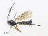  ( - CBG-A33511-B10)  @11 [ ] CreativeCommons - Attribution Share - Alike (2024) CBG Photography Group Centre for Biodiversity Genomics