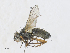  ( - CBG-A33513-F04)  @11 [ ] CreativeCommons - Attribution Share - Alike (2024) CBG Photography Group Centre for Biodiversity Genomics