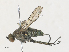  ( - CBG-A33513-G04)  @11 [ ] CreativeCommons - Attribution Share - Alike (2024) CBG Photography Group Centre for Biodiversity Genomics