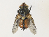  ( - CBG-A33514-G07)  @11 [ ] CreativeCommons - Attribution Share - Alike (2024) CBG Photography Group Centre for Biodiversity Genomics