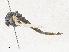  ( - CBG-A33516-B05)  @11 [ ] CreativeCommons - Attribution Share - Alike (2024) CBG Photography Group Centre for Biodiversity Genomics