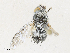  ( - CBG-A34295-B07)  @11 [ ] CreativeCommons - Attribution Share - Alike (2024) CBG Photography Group Centre for Biodiversity Genomics