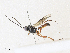  ( - CBG-A34298-H11)  @11 [ ] CreativeCommons - Attribution Share - Alike (2024) CBG Photography Group Centre for Biodiversity Genomics